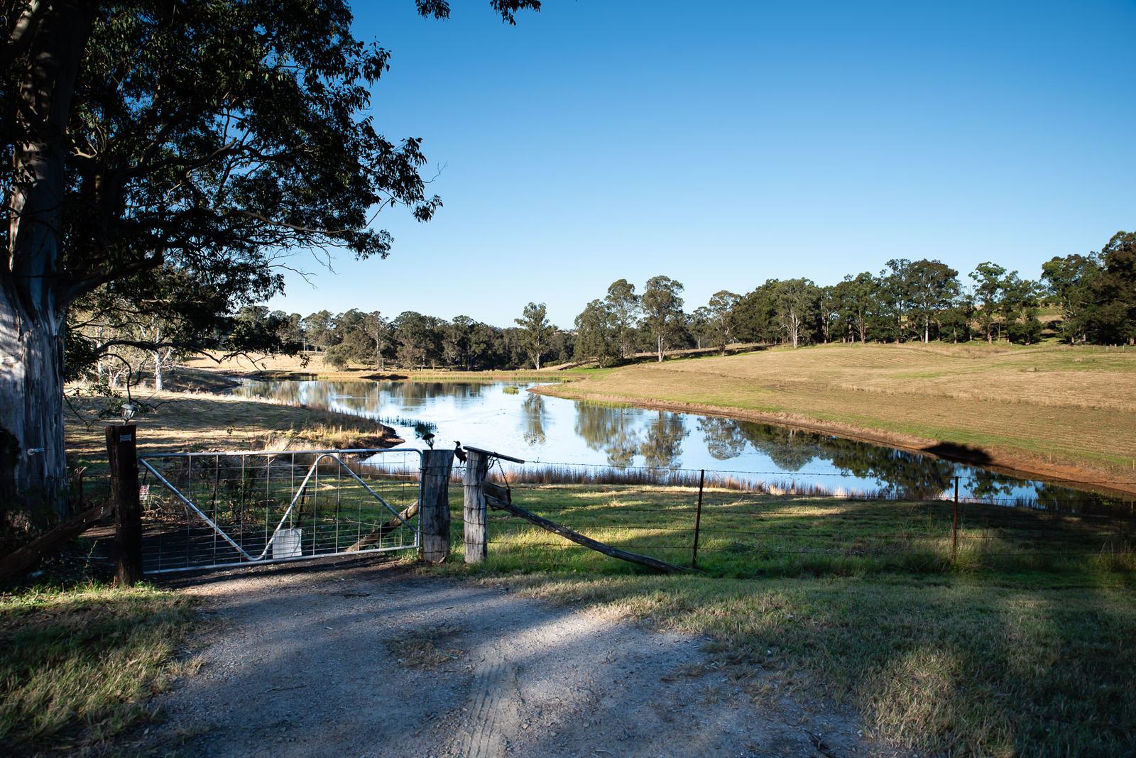 A still farm dam reflecting the sky, seen past a large gum tree and a closed steel farm gate, with dry paddocks beyond.