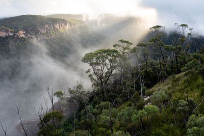 Mist and sunlight moving through a forested valley below sandstone cliffs.